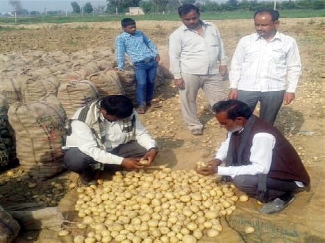 Traders buy potato fields are accessible external states